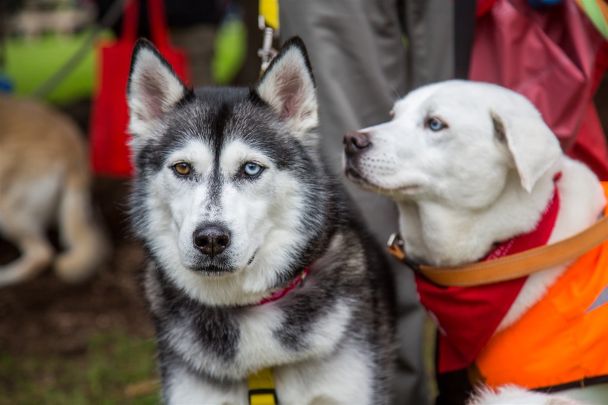 Keeping Peninsula pets safe this festive season Mornington Peninsula