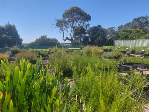 Nursery-plants