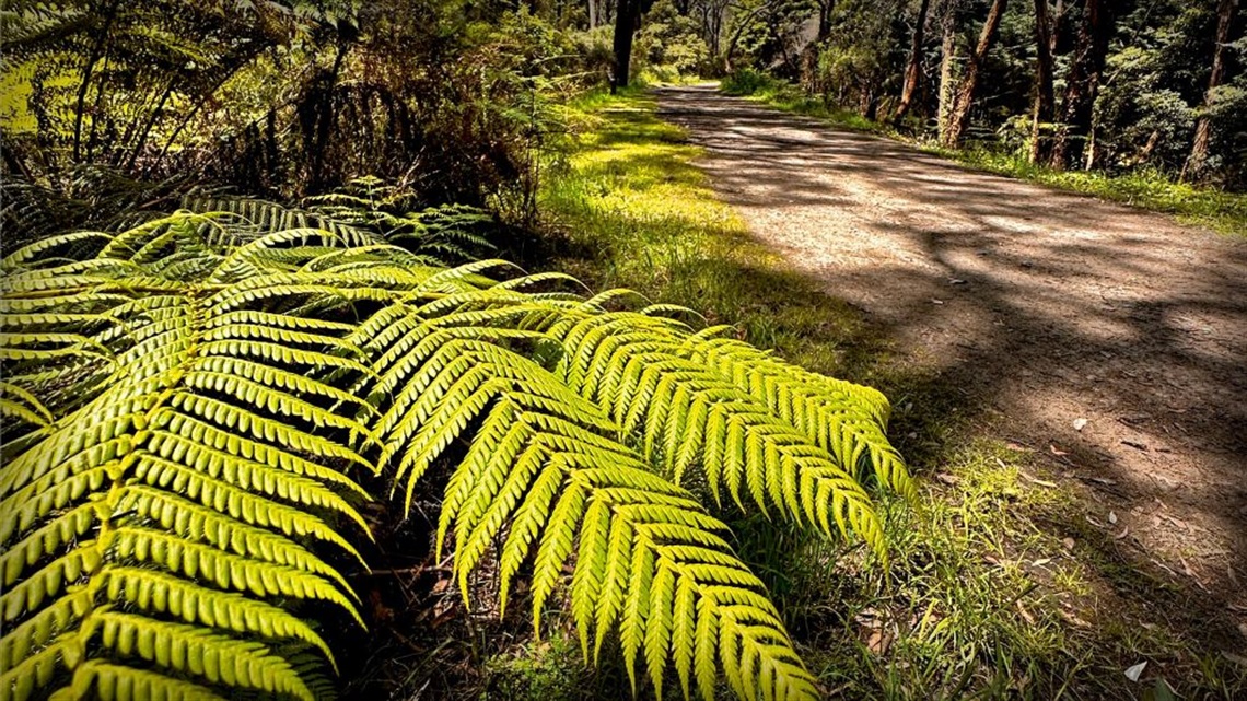 Gravel pathway through bushland