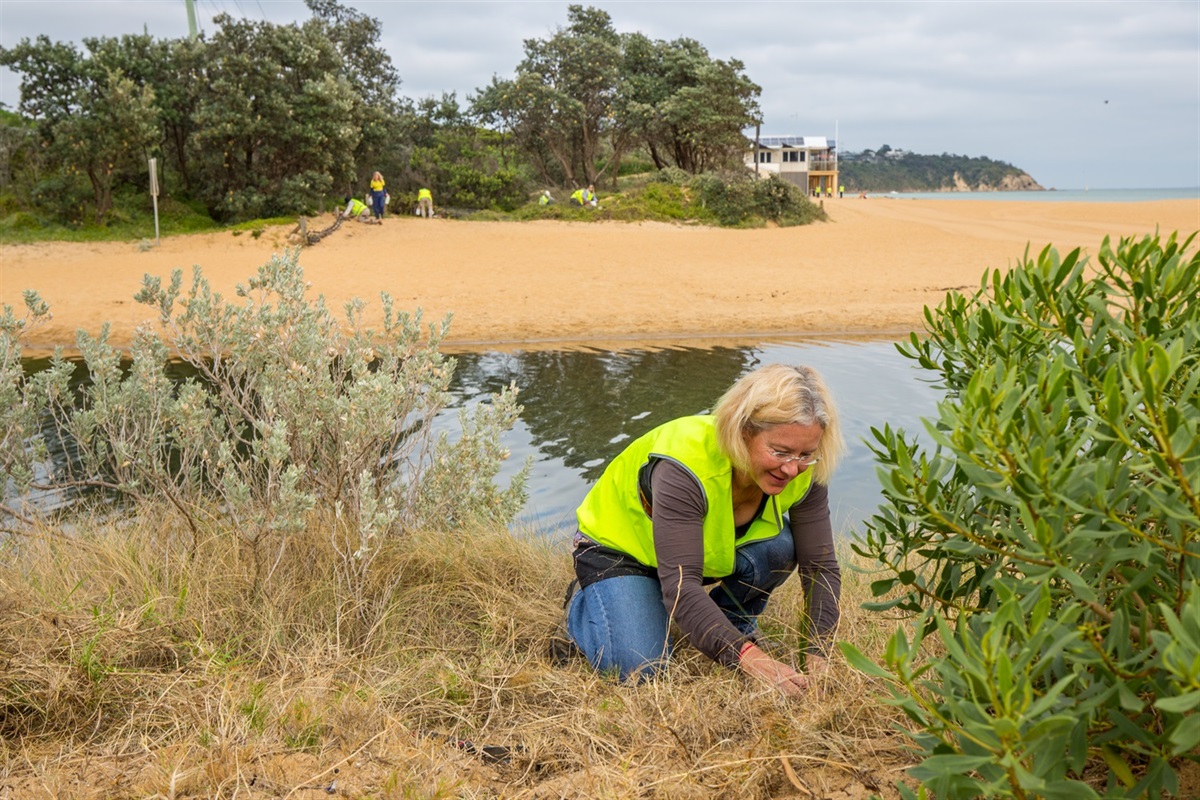 Volunteer for nature! Mornington Peninsula Shire