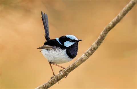 Superb-Fairy-Wren.jpeg