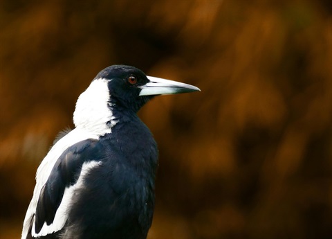 Magpie3.jpg