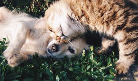 Cat and dog playing outside.jpg
