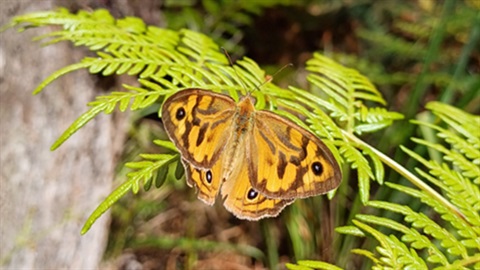 Common Brown Butterfly.jpg
