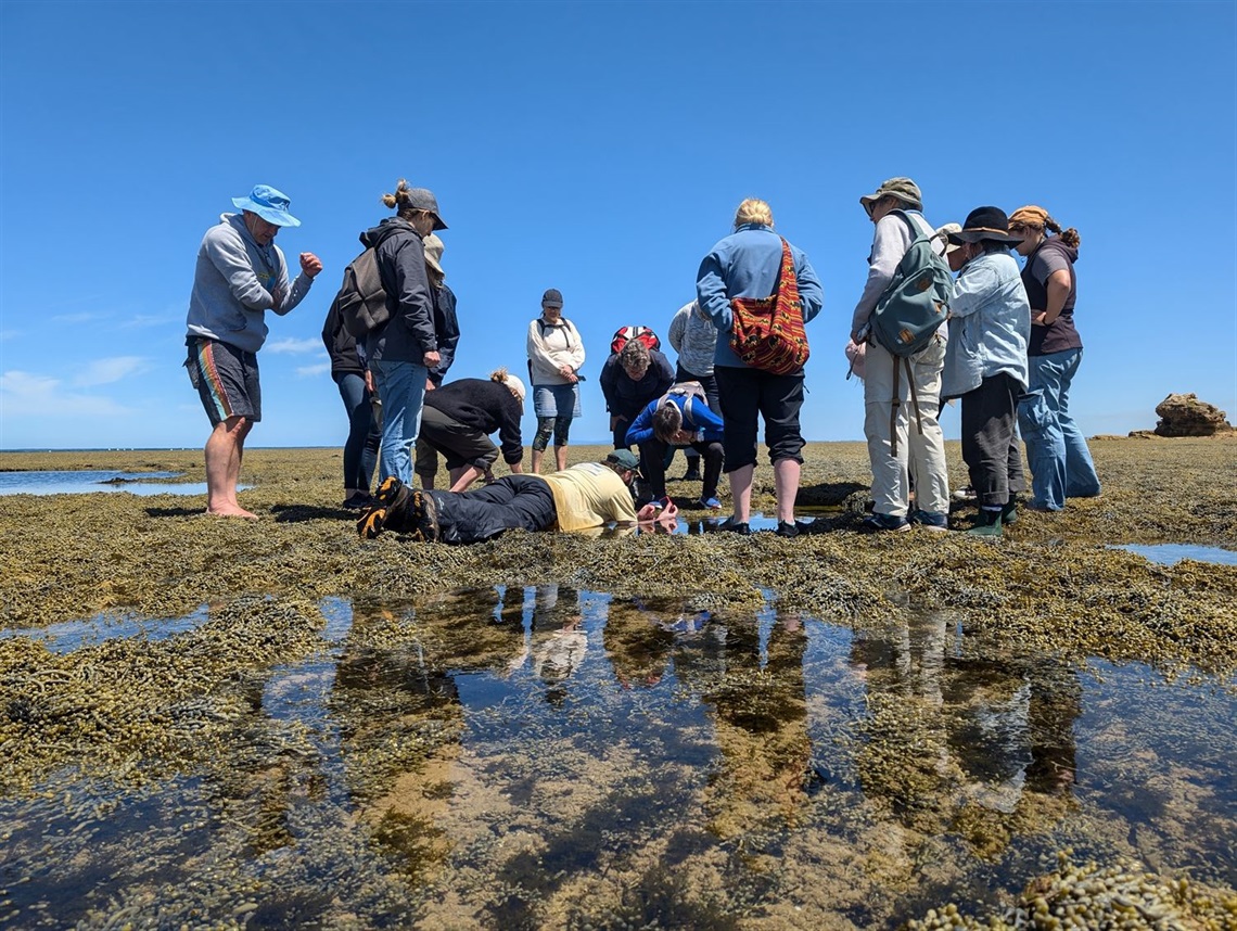Nature Stewards program people at rock pools.jpg
