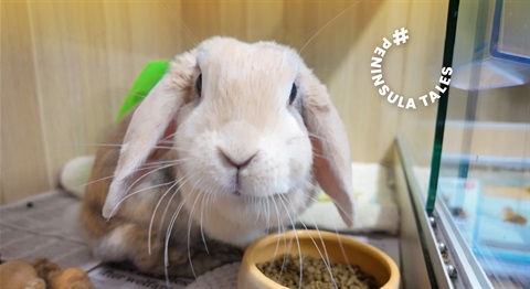 PT_bunny_2026.jpg