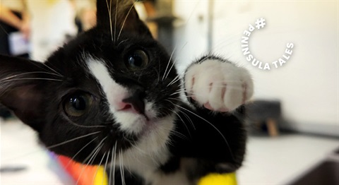 PT_Pets_2026.jpg