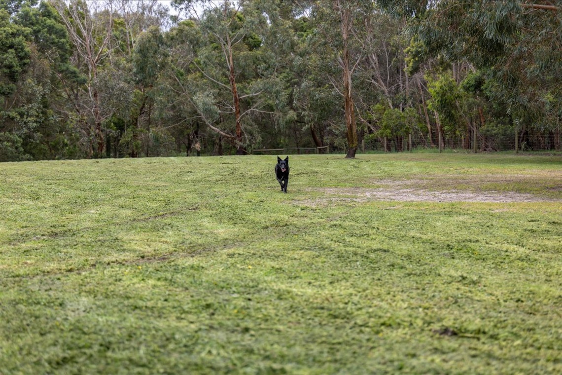 Rescue dog enjoying Grant Road leash free park.jpg