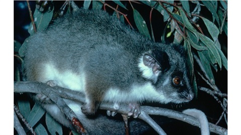 Common Ringtail Possum