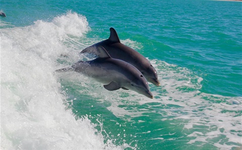 Dolphins_1.jpg