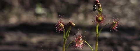 Biodiversity month guided walks.jpg