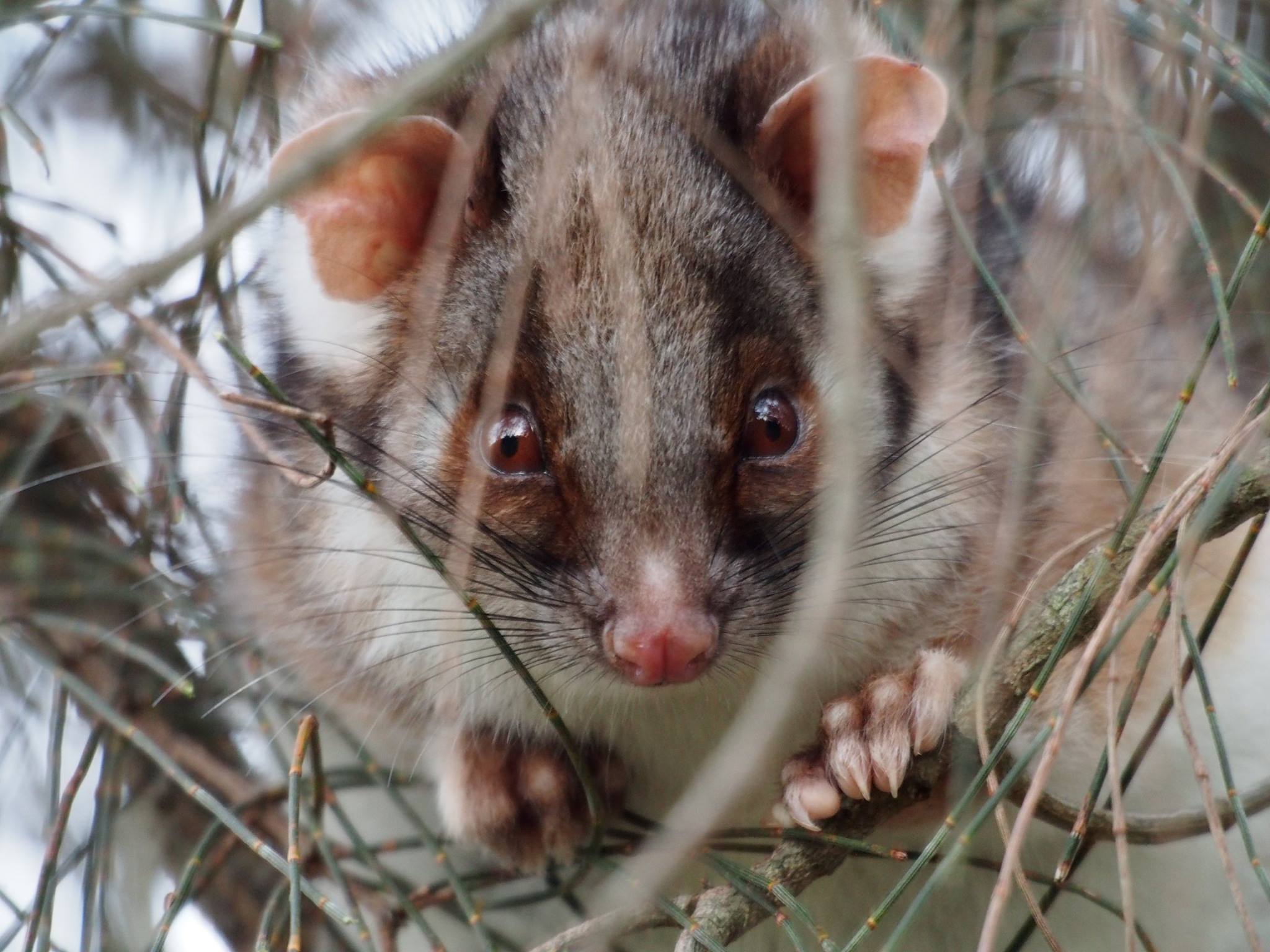 Possum in the Sanctuary