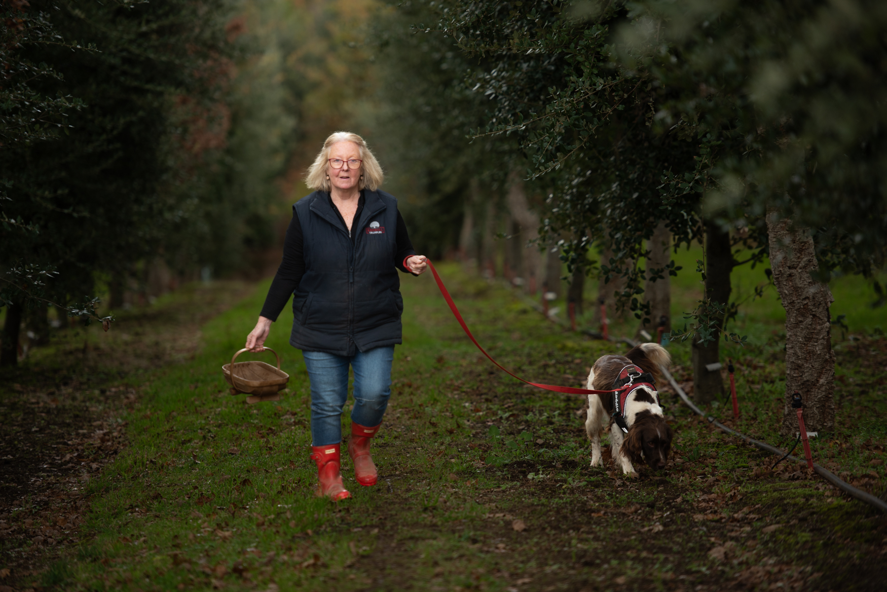 Truffle-Hunt-at-Red-HIll-Truffles.-Copyright-RIchard-Cornish-2024-8.jpg