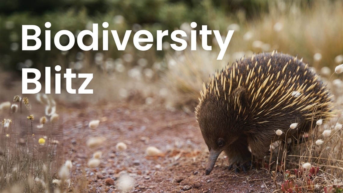 Biodiversity Blitz.jpg