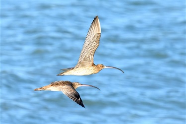 Eastern Curlews in flight - Photo credit Mark
