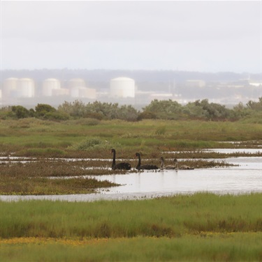 Hastings with black swans - Photo credit Geoff Brooks