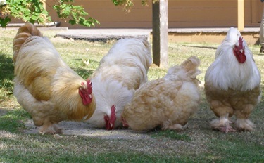 Chickens at Homestead