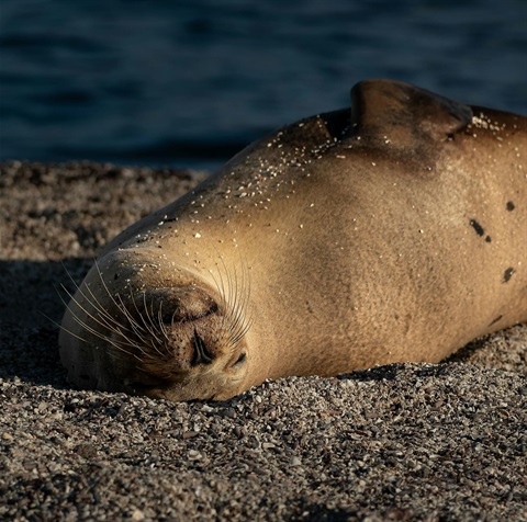 Seal2.jpg
