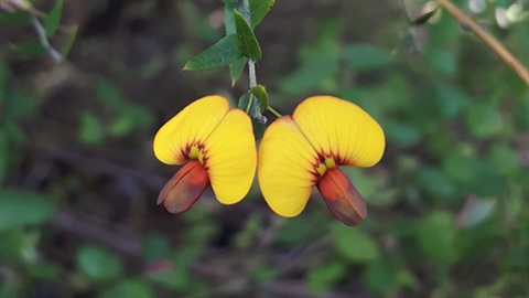 Native Pea Flower.jpg