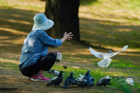 FeedingBirds.jpg