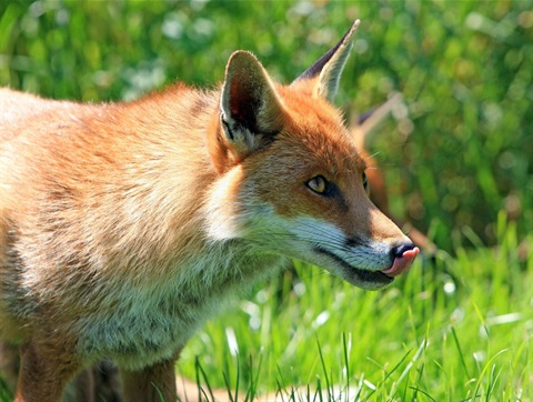 Fox2.jpg