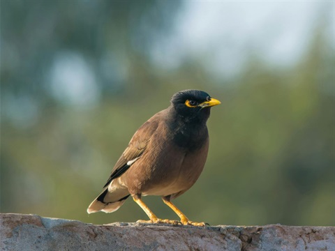 IndianMyna2.jpg