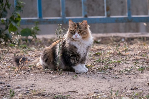 WanderingCat.jpg