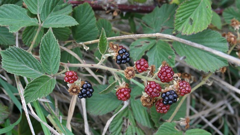Blackberry.jpg
