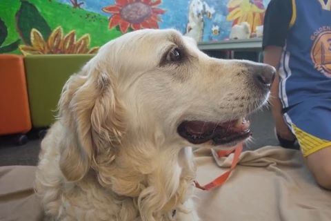 A happy dog