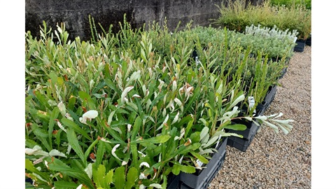 Indigenous plants at nursery.jpg