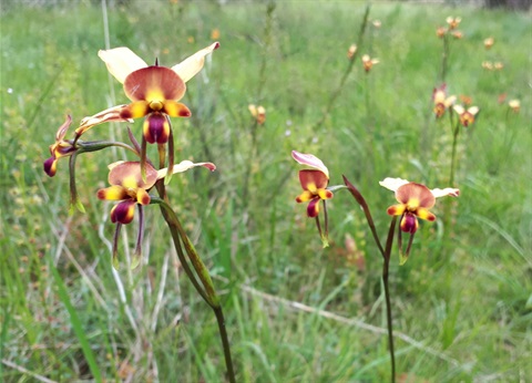 Donkey Orchids - Moorooduc Quarry.jpg