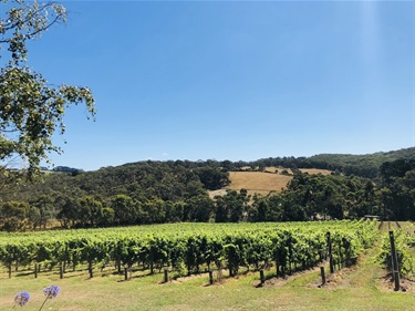 Fenian landscape with vines