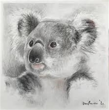 charcoal koala drawing