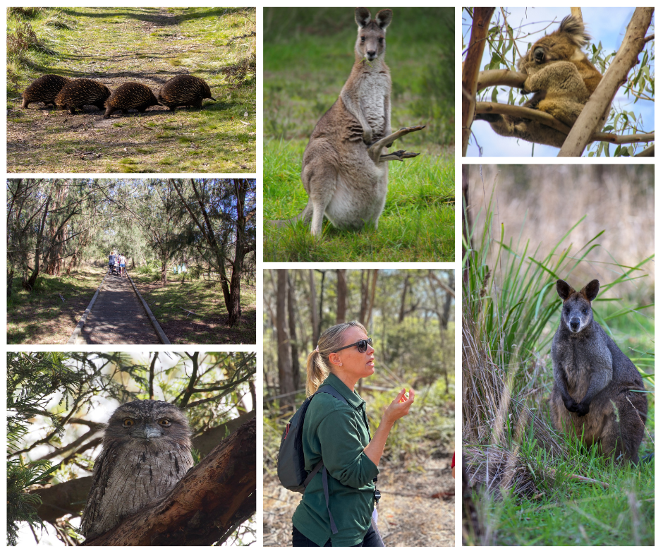 Wildlife walk.png