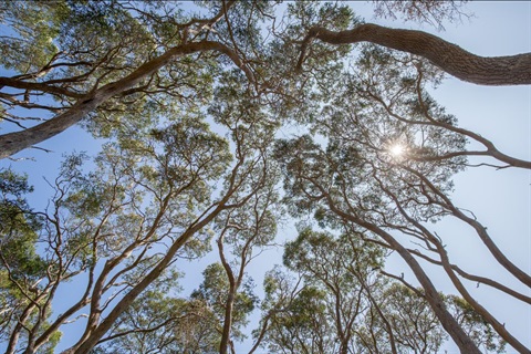 new-tree-policy-takes-shape.jpg