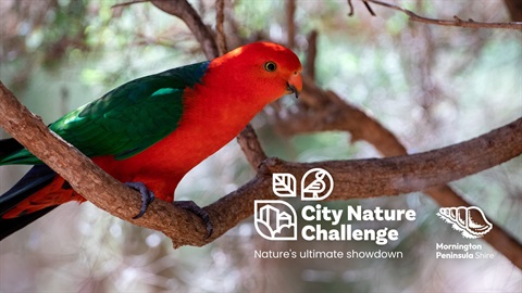 City-Nature-Challenge.jpg
